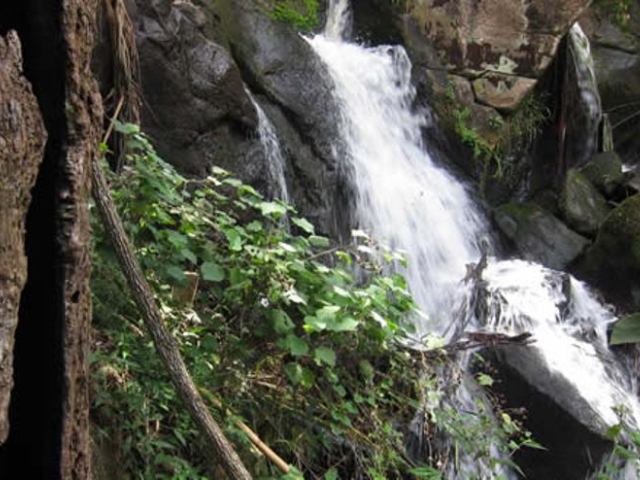 Oloolua Forest Trail (courtesy Magical Kenya)