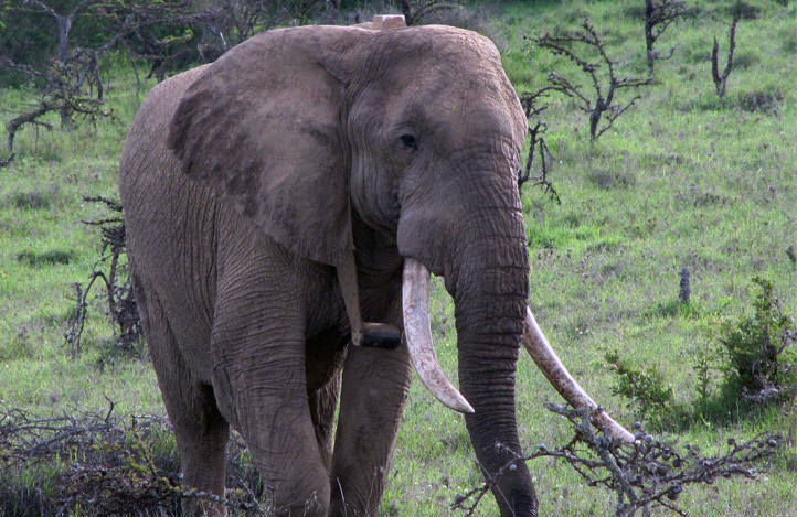 poaching elephant kenya
