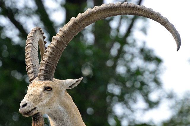 The Most Endangered Species In Ethiopia | AFKTravel