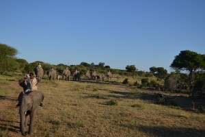 Elephant back safaris / Rishav Nair