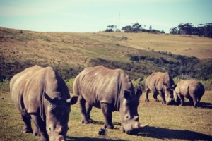 Rhinos at Botlierskop (photograph by ExoTravels)