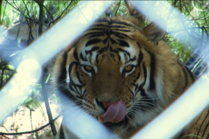 Tiger at Jukani Wildlife Sanctuary (photograph by ExoTravels)