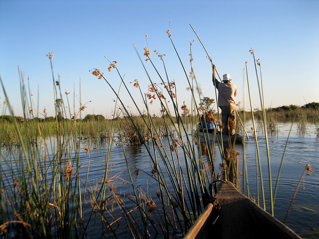 A mokora in the Okavango Delta (Athena Lao / Flickr)