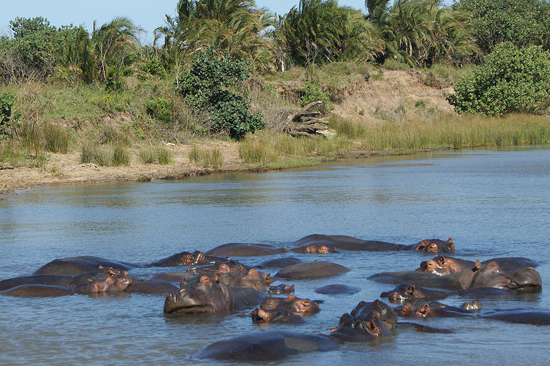Hippos in the St Lucia Estuary (Rialfver / Wikipedia Commons)