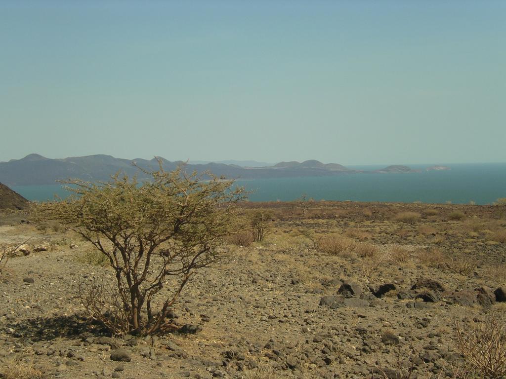 desert turkana