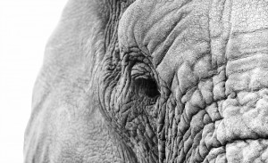 elephant eye south africa