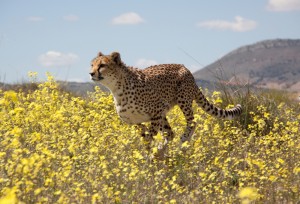 15 African Animals That Can Outrun You