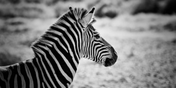 zebra Sanbona South Africa