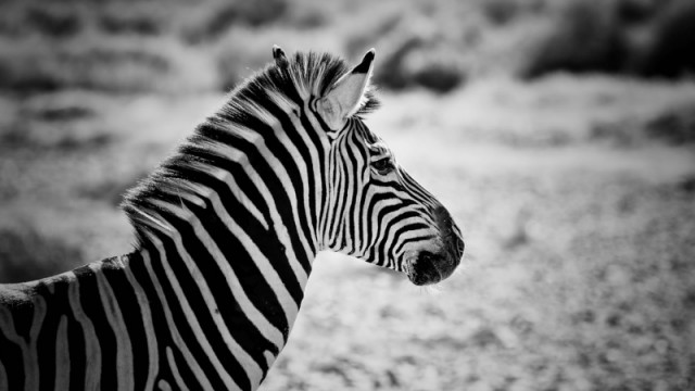 zebra Sanbona South Africa