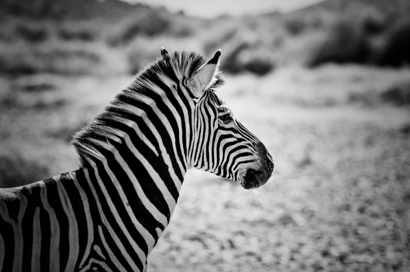 south africa in black and white 