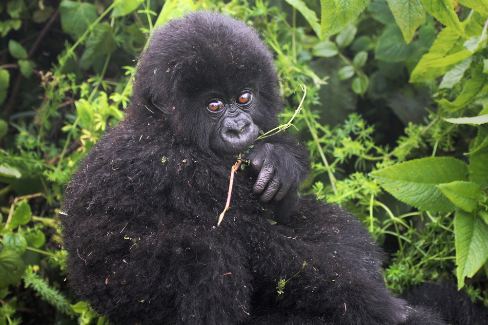Baby Gorillas Named In Rwanda