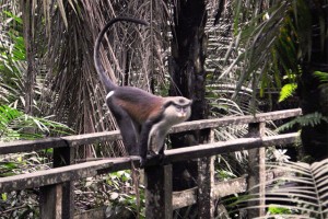 Wildlife Wednesday Photo Of The Day: Mona Monkey