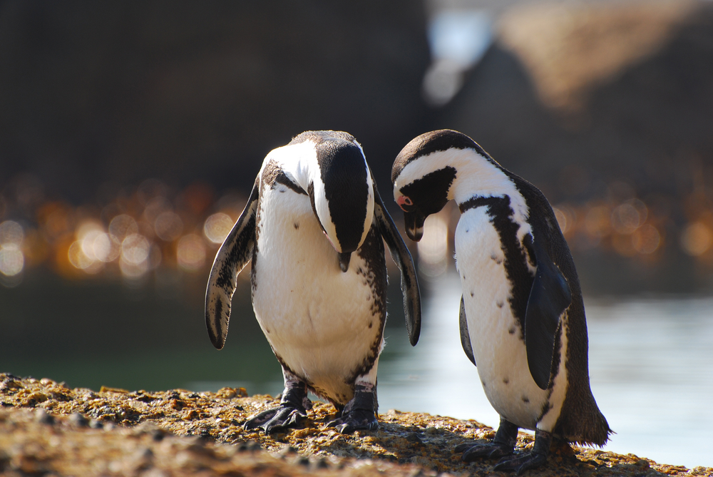 penguins boulders beach