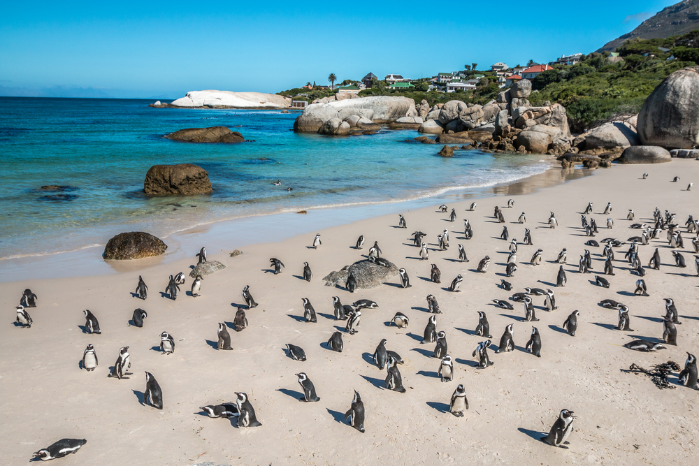 penguins of boulders beach