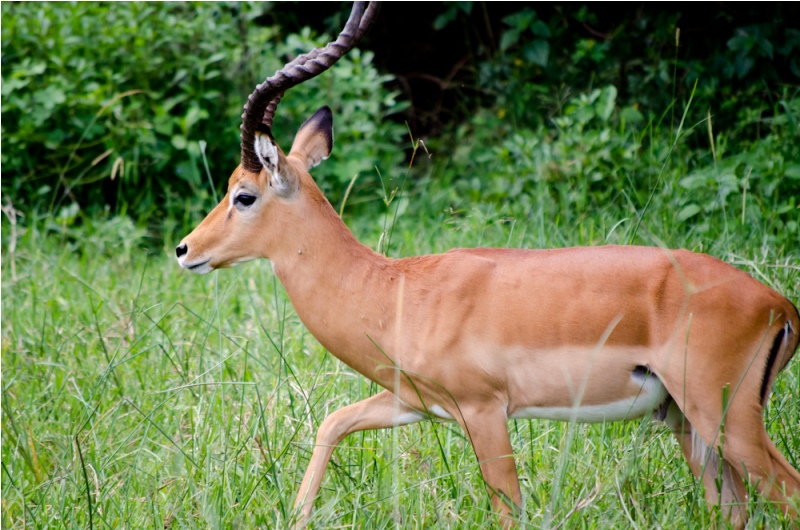 Kisumu Impala Sanctuary (See Reeves/Flickr)