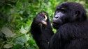 Gorilla Tourism In Uganda