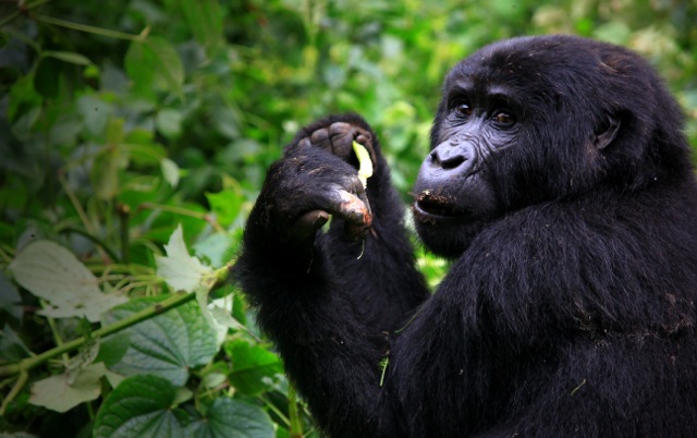 Gorilla Tourism In Uganda