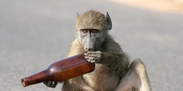 Kenya Warns Travelers Not To Get Baboons Tipsy