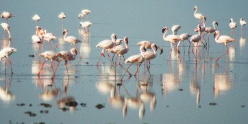 Photo Of The Day: Flamingos At Lake Natron