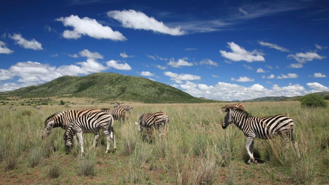 kruger park