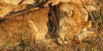 9 Pictures That Will Make You Want To Snuggle A Lion — And One Reminder Not To!