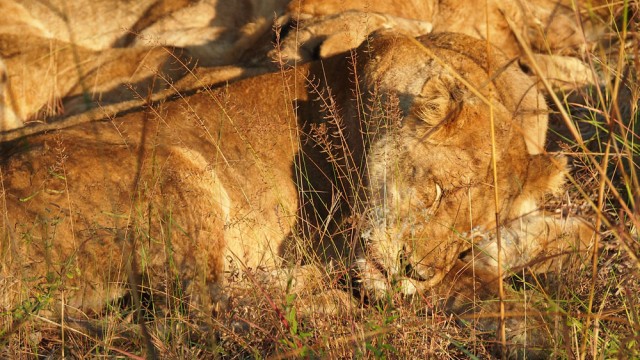 9 Pictures That Will Make You Want To Snuggle A Lion — And One Reminder Not To!