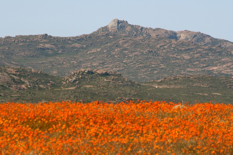 Blooming Now: The Wildflowers of Namaqua | AFKTravel