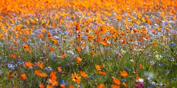 Namaqua flowers