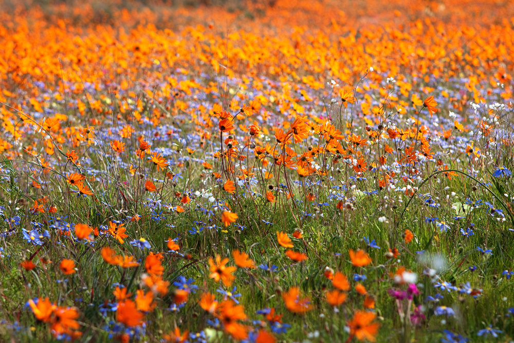 Namaqua flowers