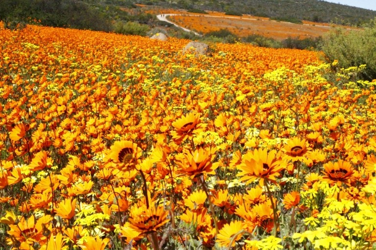 Blooming Now The Wildflowers of Namaqua AFKTravel