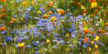 spring flowers in south africa