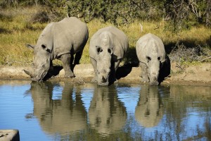 Hundreds Of Rhinos To Be Evacuated From Kruger