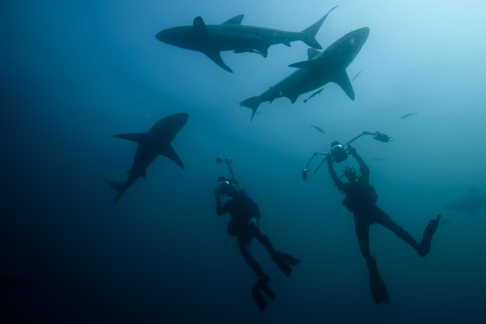 Scuba divers photographing sharks off the coast of South Africa