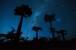 stars and baobabs
