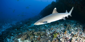 white tip shark