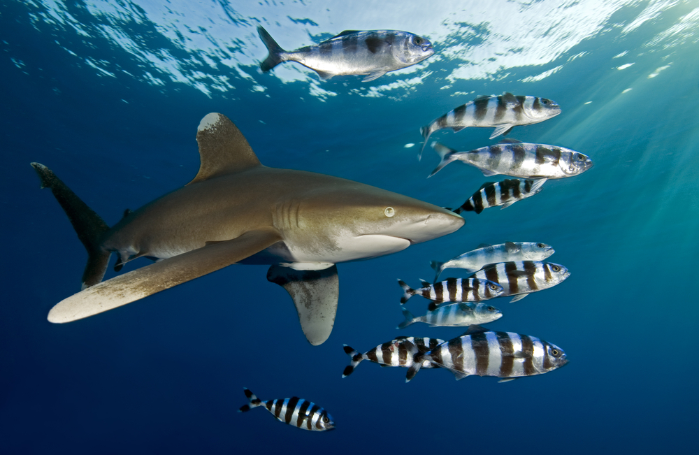 whitetip shark with fish