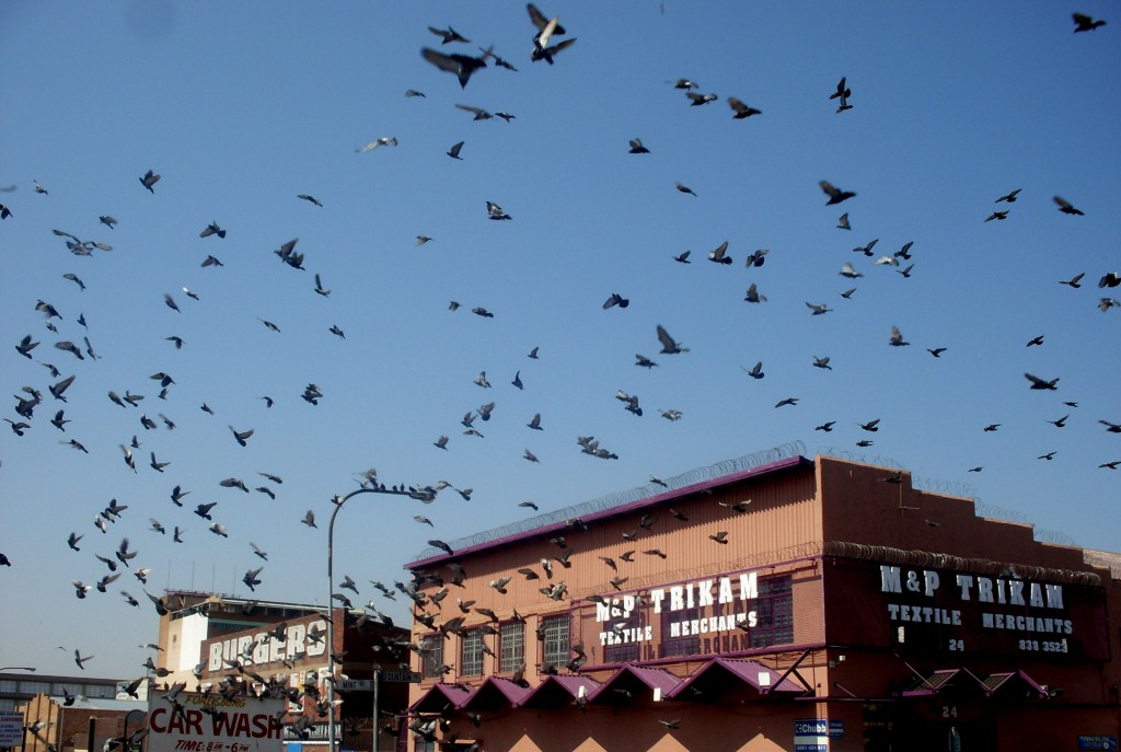 Pigeons in Fordsburg (Bridget Williamson)