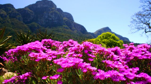Photo Of The Day: Spring Flowers In Kirstenbosch