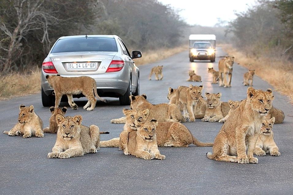 Photo Of The Day: Pride Of Lions At Kruger