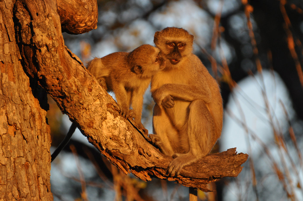 Photo Of The Day: Vervet Monkeys In Botswana