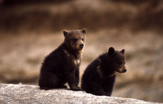Jefferson bears