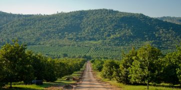 Macadamias mpumalanga