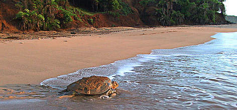 Moheli Island (courtesy of WWF)
