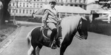 Roosevelt pony