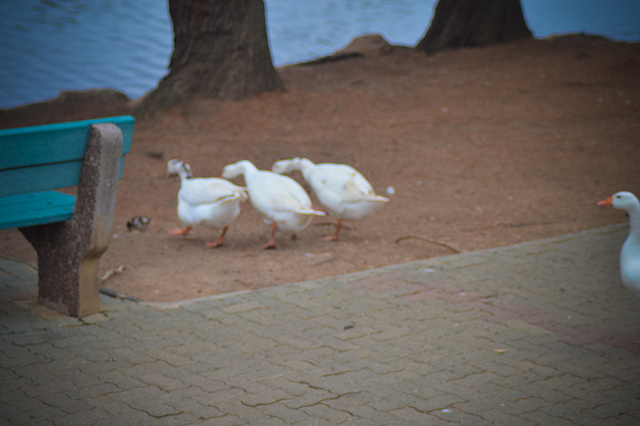 Birds of a feather (Photo: Sabatha Madlanduna / Flickr)