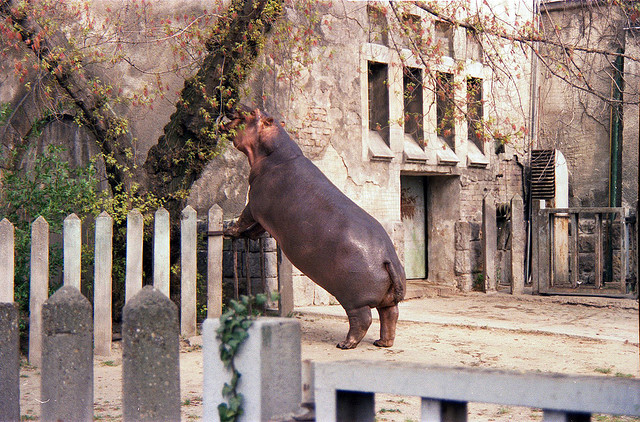 hippo climbing