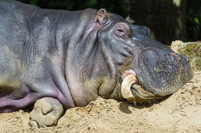 old hippo