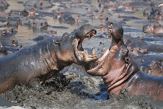 hippos fight