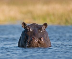 15 Facts About Hippos That Might Surprise You | AFKTravel