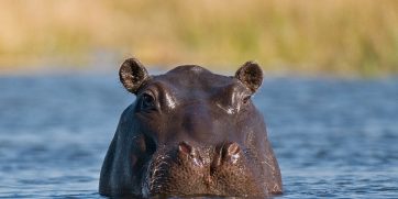 hippos immune